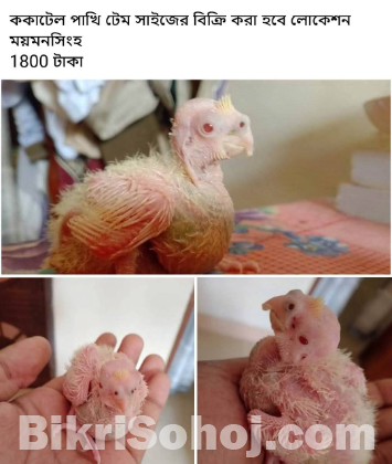ককাটেল